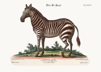 Das männliche Zebra